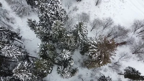 Winter forest. View from above. Stock Footage 124455606