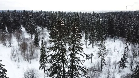 Winter forest. View from above. Stock-Footage 124455619