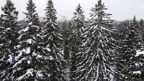 Winter forest. View from above. Stock-Footage 124455667