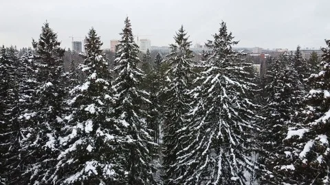 Winter forest. View from above. Stock Footage 124455809