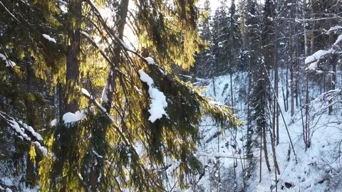 Winter forest. View from above. Stock-Footage 124455858