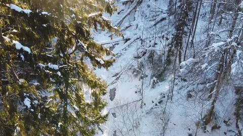Winter forest. View from above. Stock-Footage 124455877