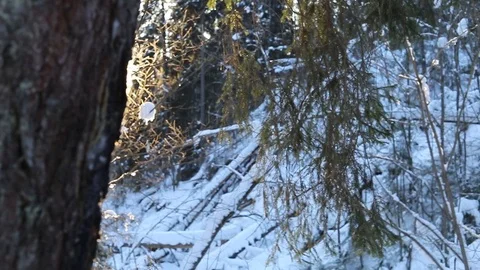 Winter forest. View from above. Stock Footage 124456212