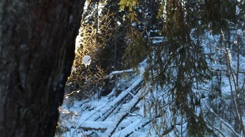 Winter forest. View from above. Stock Footage 124456226