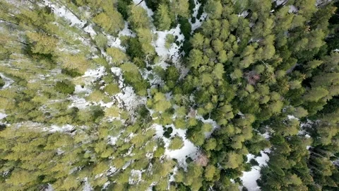 Winter forest view from above Stock Footage 186765464