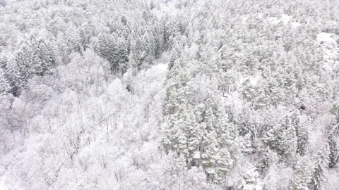 Winter forest view in Anggardsbergen nature reserve near Gothenburg Stock Footage 322934084