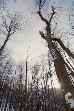 Winter forest view from below landscape photo Stock-Fotos