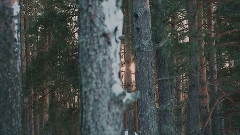 Winter forest view in the evening 스톡 동영상 73307840