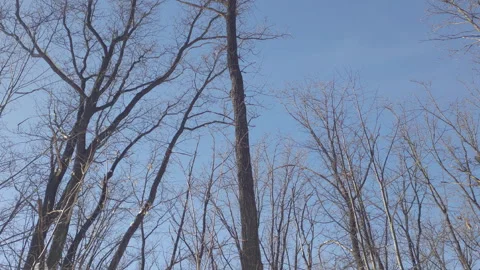 Winter forest view Stock Footage 265789121