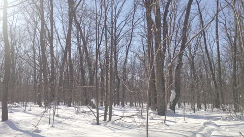 Winter forest view Stock Footage 266019974