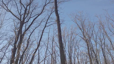 Winter forest view Stock Footage 266156578