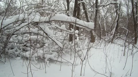 Winter forest walk Stock Footage 167488940