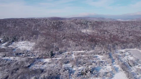 Winter forest walk Stock Footage 231300945