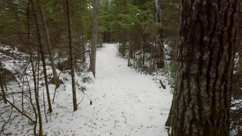 Winter forest walk Stock Footage 275294536