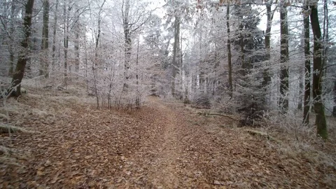 Winter forest walk icy Video stock 101668015