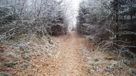 Winter forest walking Stock Footage 101711051