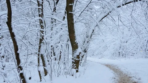 Winter forest, walking paths among the snow-covered trees 스톡 동영상 85304202