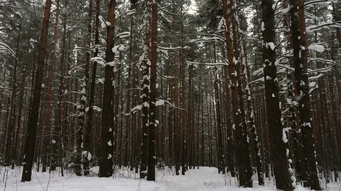 Winter forest when it's snowing Stock Footage 73223617