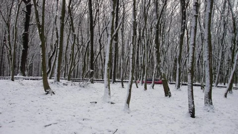 A winter forest in which a red car drives in a blur. Sharpness on the trees. Video stock 291407701