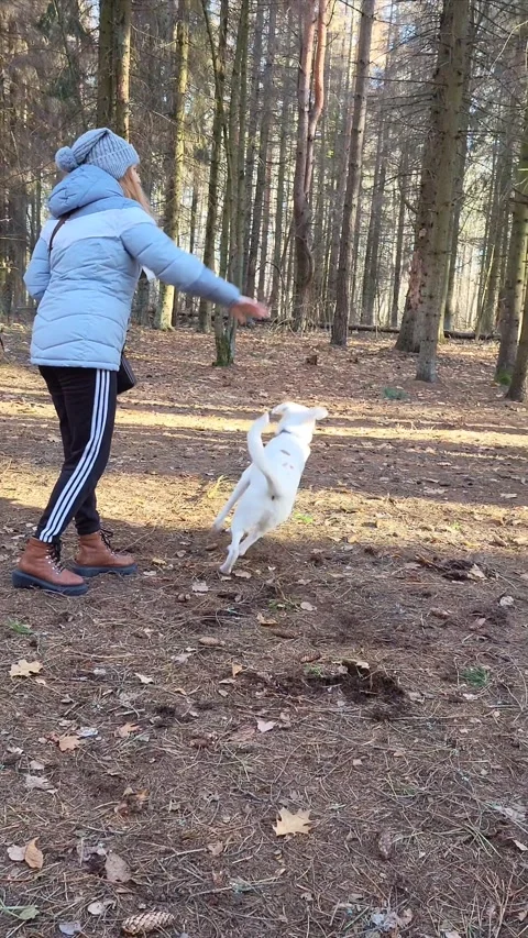 Winter. Forest, White Dog Plays With Girl. Brings Pine Cone. Stock Footage 296815319