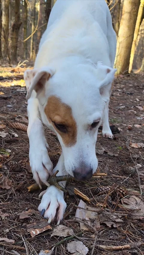 Winter. Forest, White Dog Plays With Stick Video stock 297249387