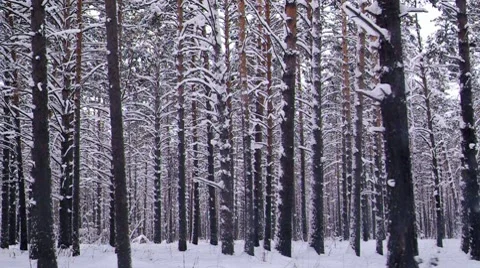 Winter forest with white snow Stock Footage 7760406