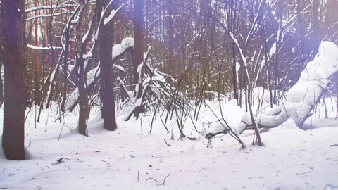 Winter forest with white snow Stock Footage 340154501