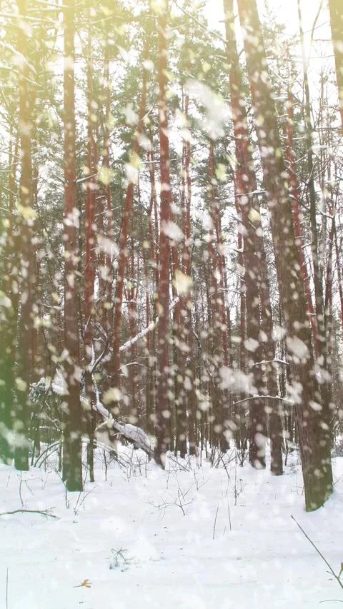 Winter forest with white snow Stock Footage 341317196
