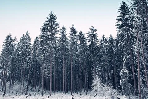 Winter forest with white trees covered with snow . Stock Photos