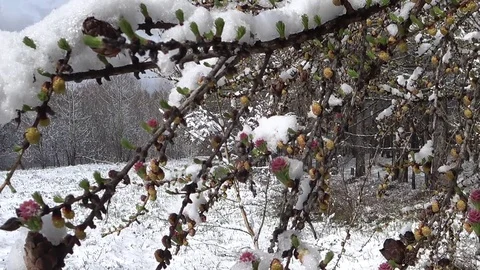 Winter forest. Wiggling in the wind branches of a tree. Stock Footage 78589443