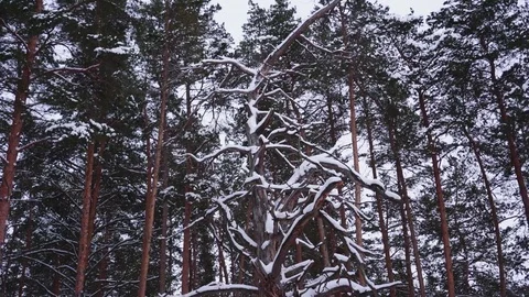 Winter forest. wind. Stock Footage 83633787