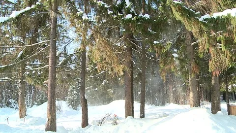 Winter forest the wind snow falls from branches Stock-Footage 77494530