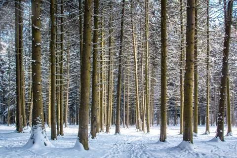 Winter forest. Winter landscape. Stock Photos