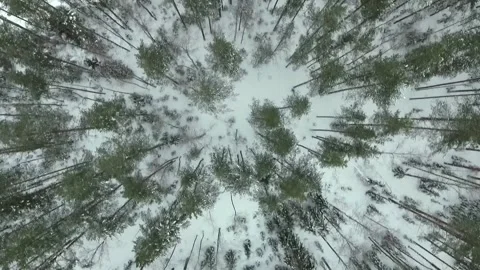 Winter forest. Winter road. Vídeo Stock 86842990