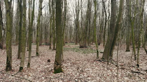 Winter forest without snow. Stock Footage 125266271