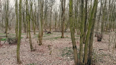 Winter forest without snow. Stock Footage 127153844