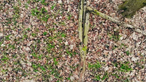 Winter forest without snow. Stock Footage 127153988