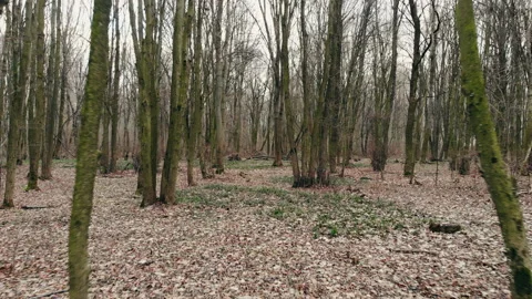 Winter forest without snow. Stock Footage 127409448