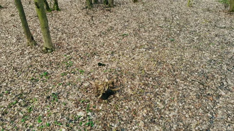 Winter forest without snow. Stock Footage 128224797