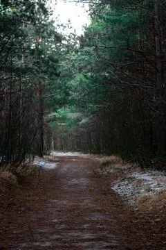 Winter forest.1-1 Stock Photos