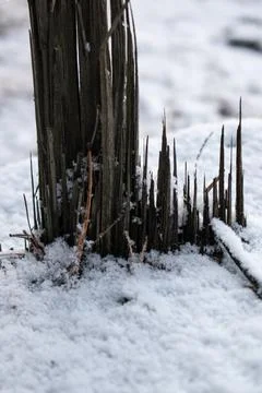Winter forest.1-10 Stock Photos