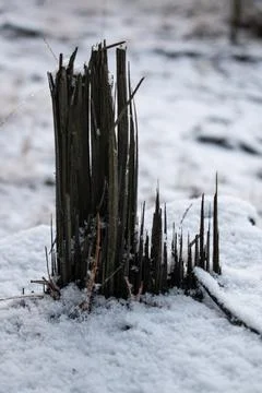 Winter forest.1-11 Stock Photos