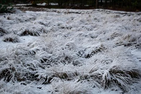 Winter forest.1-12 Stock Photos