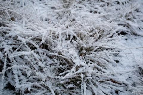 Winter forest.1-13 Stock Photos