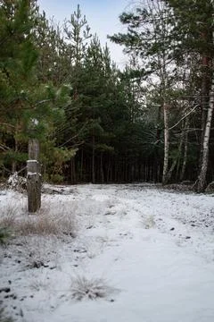 Winter forest.1-14 写真素材