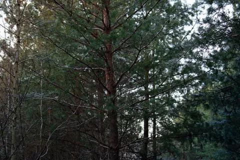 Winter forest.1-2 Stock Photos