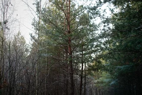 Winter forest.1-3 Stock Photos