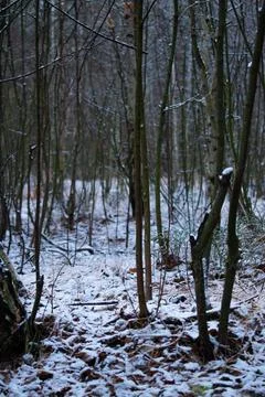 Winter forest.1-4 Stock Photos