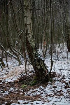 Winter forest.1-5 Stock Photos