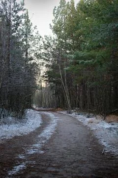 Winter forest.1-6 Stock Photos